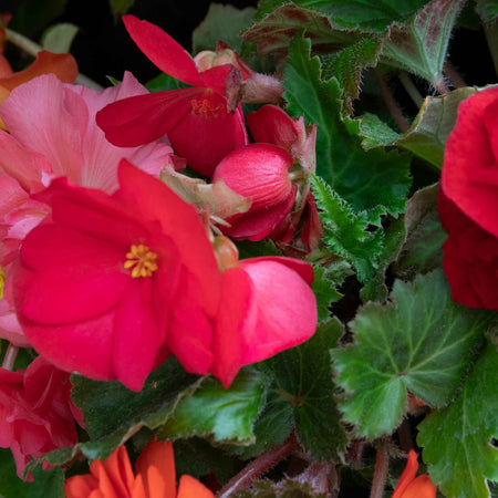 Begonia Plant 'Nonstop Mix'