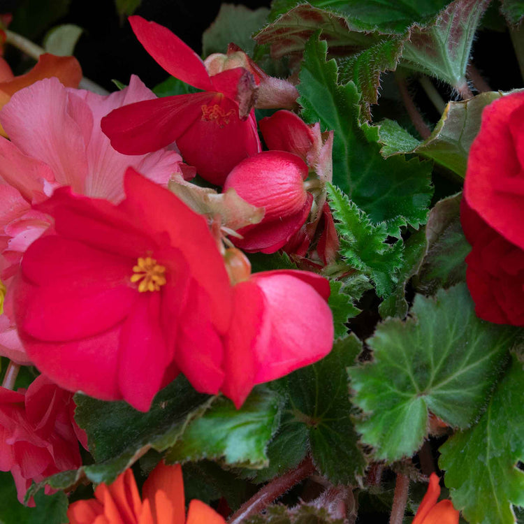 Begonia Plant 'Nonstop Mix'