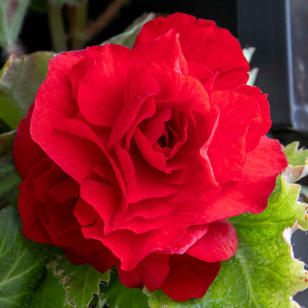 Begonia Plant 'Nonstop Mix'