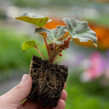Begonia Plant 'Megawatt White and Green Leaf'