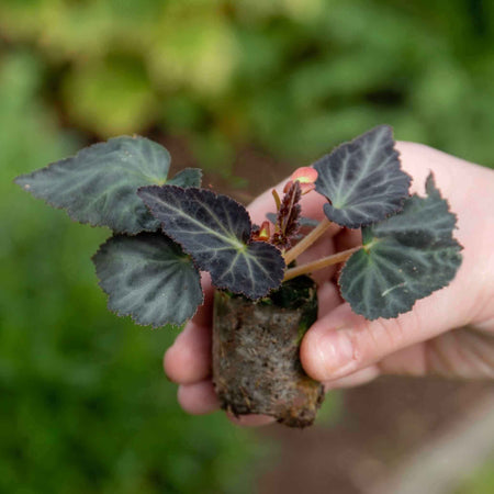 Begonia Megawatt Collection