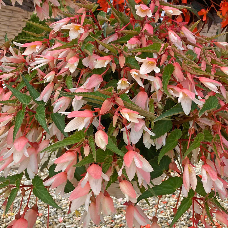Begonia 'Starshine Appleblossom'