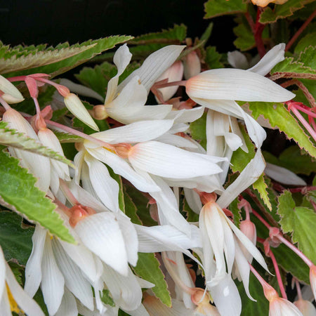 Begonia 'Starshine Appleblossom'