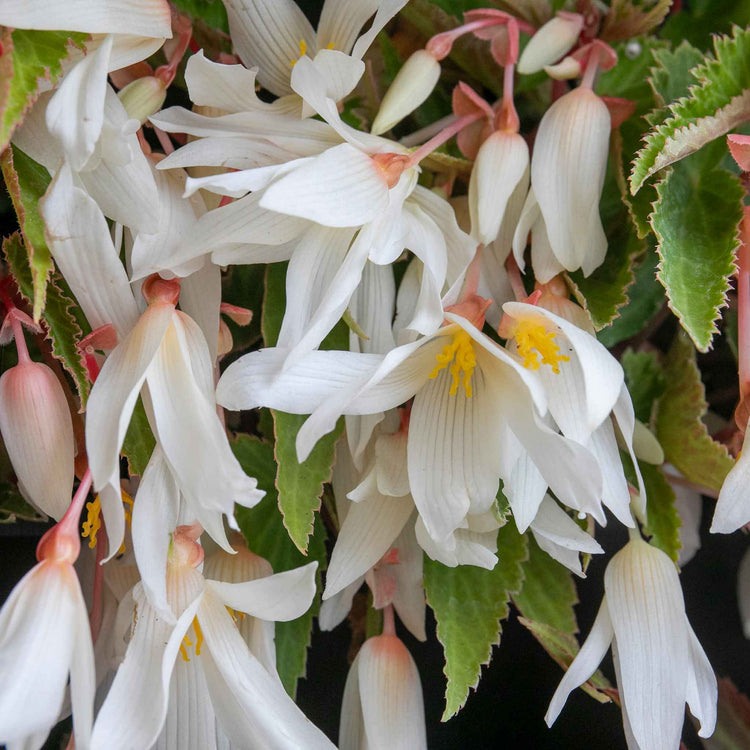 Begonia 'Starshine Appleblossom'