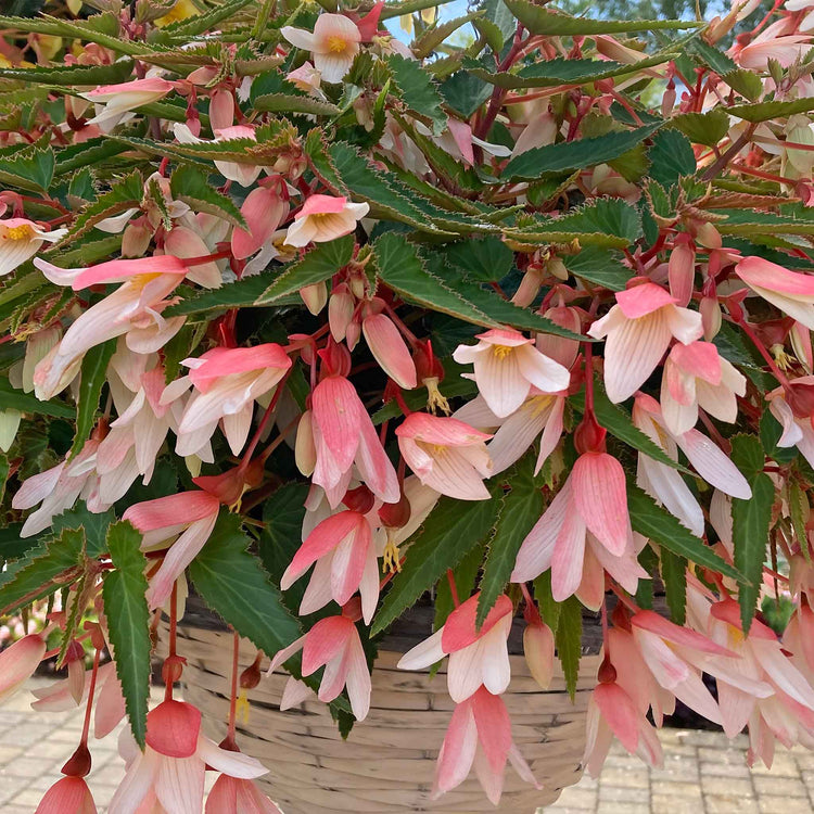 Begonia 'Starshine Appleblossom'