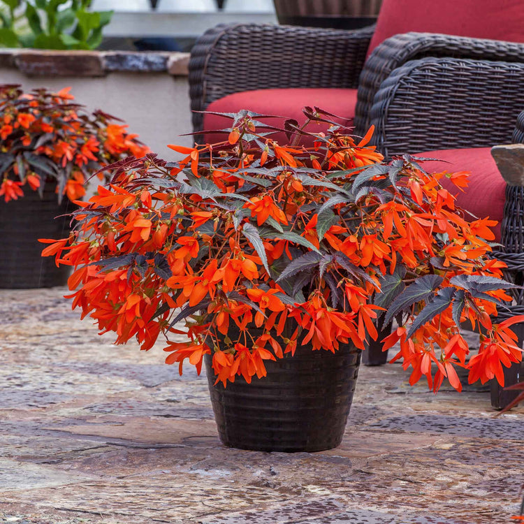 Begonia 'Starshine Bronze Papaya'