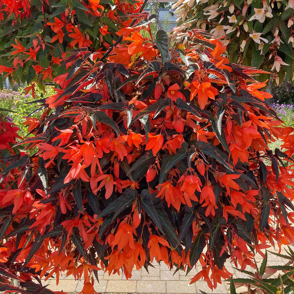 Begonia Plant 'Starshine Bronze Papaya'
