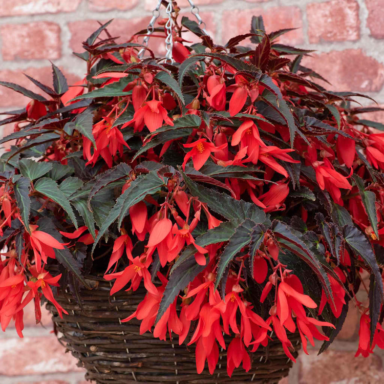 Begonia 'Starshine Bronze Red'