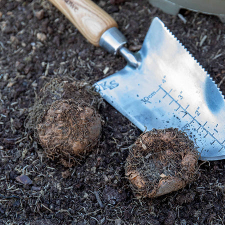 Begonia Tuber  'Cascade Sunray'