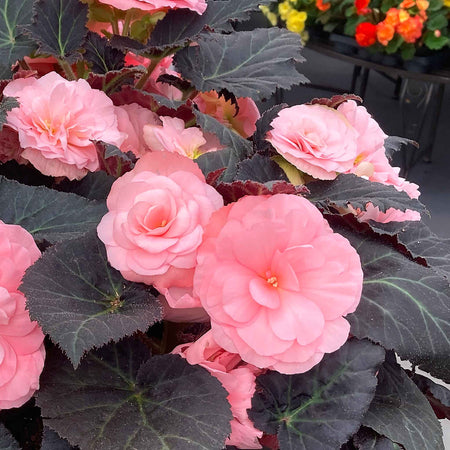 Begonia 'Nonstop Mocca Light Pink Shades'