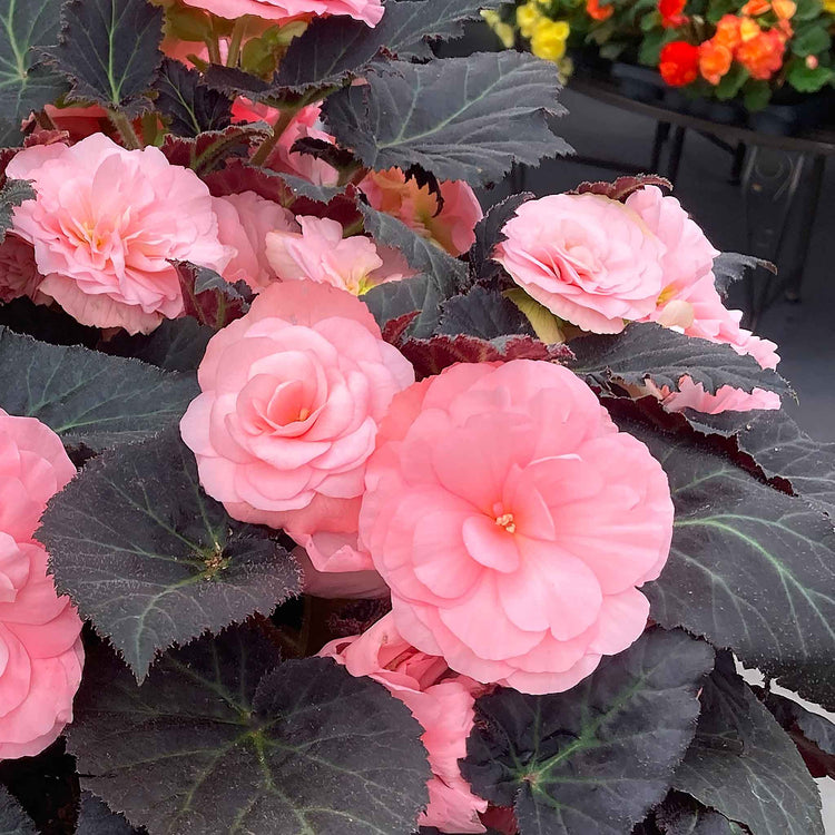 Begonia 'Nonstop Mocca Light Pink Shades'