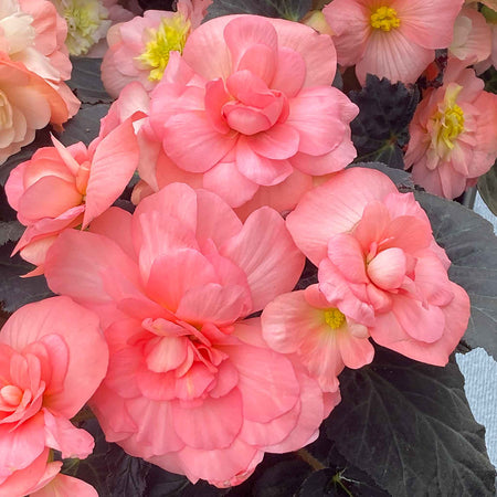 Begonia 'Nonstop Mocca Light Pink Shades'