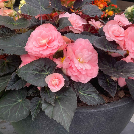 Begonia 'Nonstop Mocca Light Pink Shades'