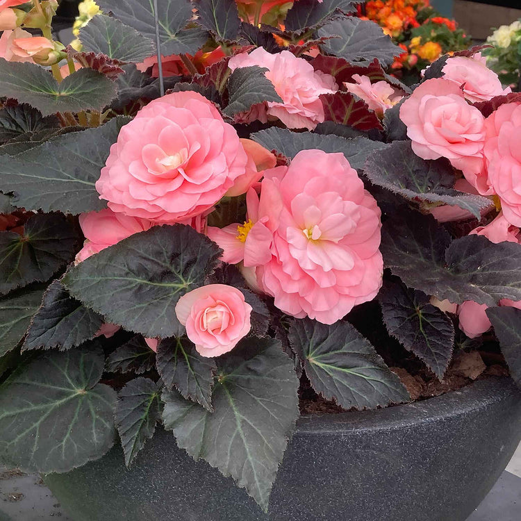 Begonia 'Nonstop Mocca Light Pink Shades'