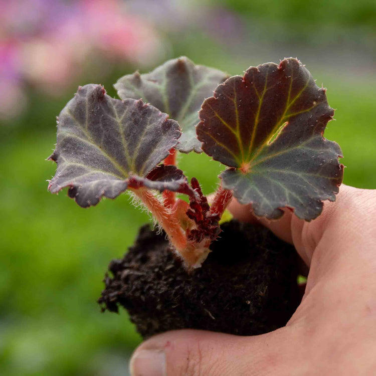 Begonia Plant 'Megawatt Red Bronze Leaf'