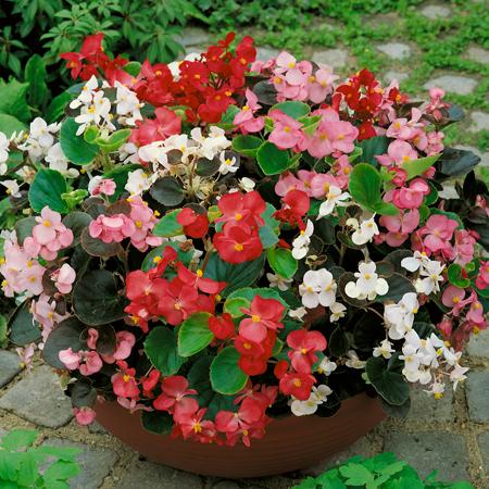 Begonia Plant 'Semperflorens Heaven Mix'