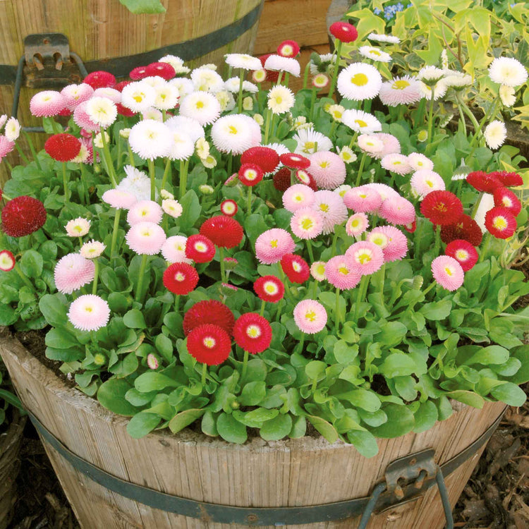 Bellis 'Bellissima Mix'