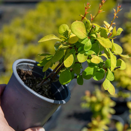 Berberis Thunbergii 'Golden Horizon'®
