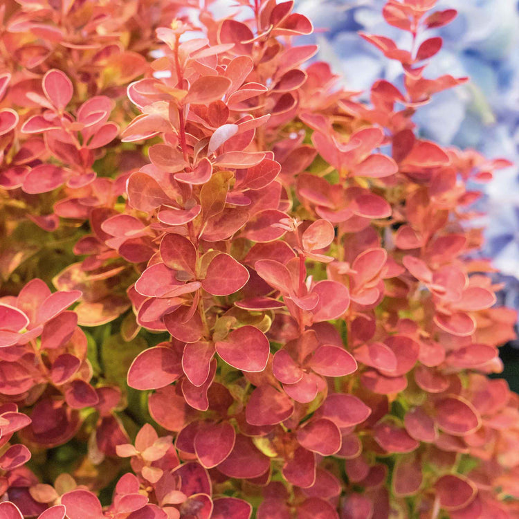 Berberis 'Orange Ice'