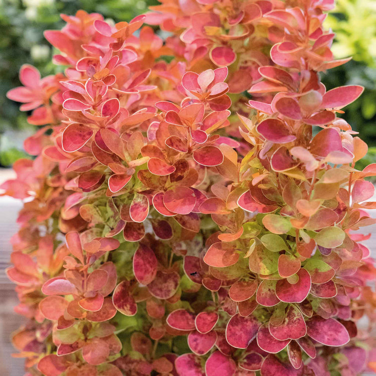 Berberis 'Orange Ice'