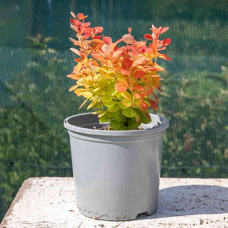 Berberis Plant 'Orange Ice'