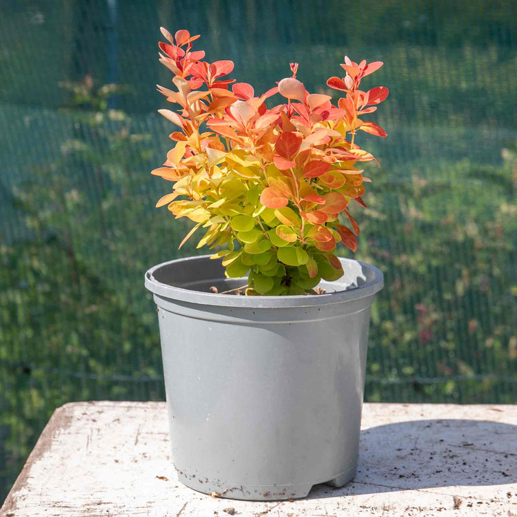 Berberis Plant 'Orange Ice'