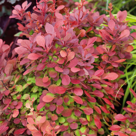 Berberis 'Orange Rocket'