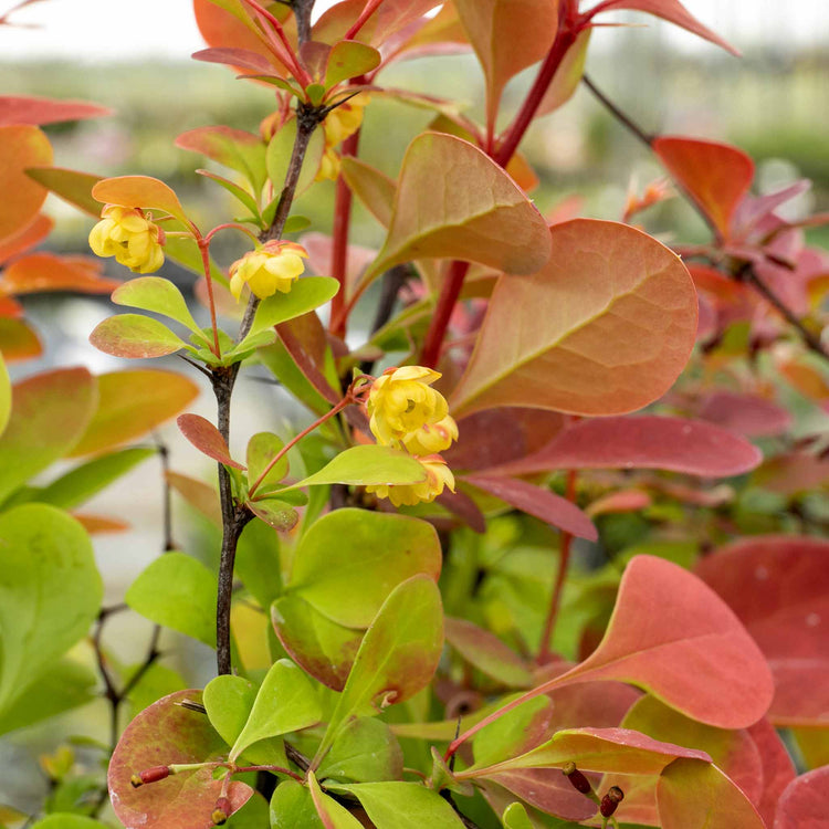 Berberis 'Orange Rocket'