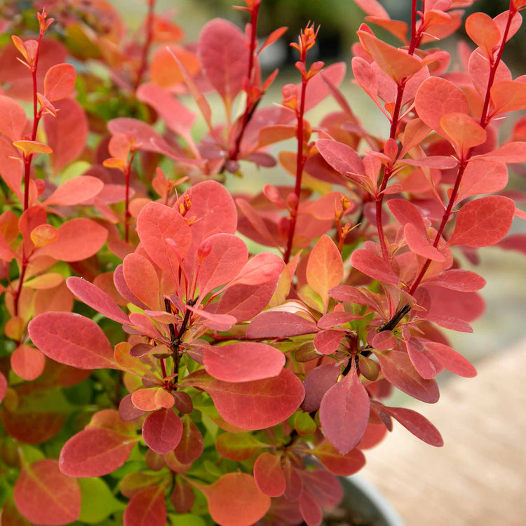 Berberis 'Orange Rocket'