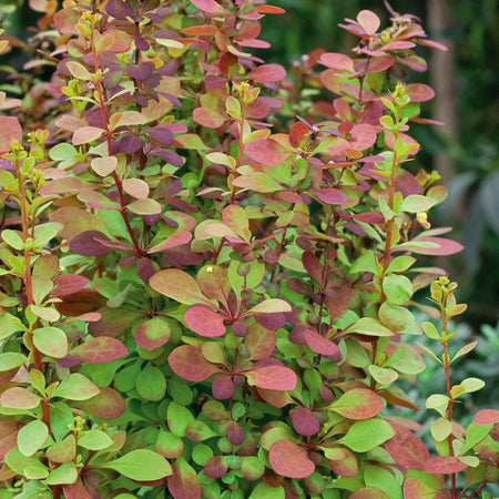 Berberis 'Orange Rocket'