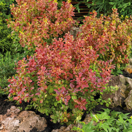 Berberis 'Orange Rocket'