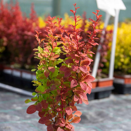 Berberis 'Orange Rocket'