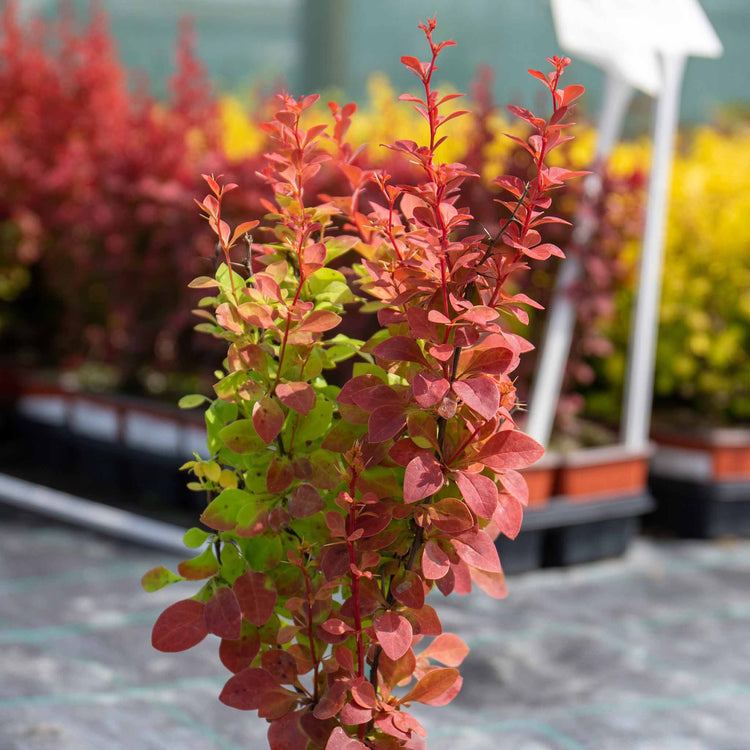 Berberis 'Orange Rocket'