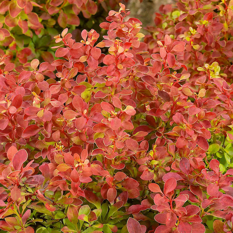 Berberis 'Orange Rocket'