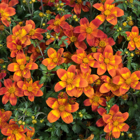 Bidens Collection
