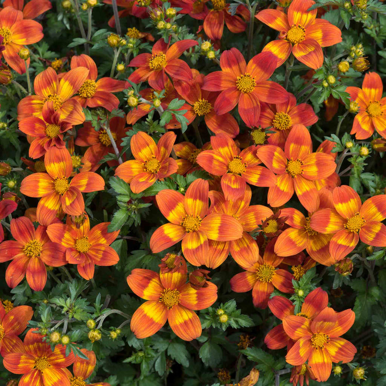 Bidens Collection