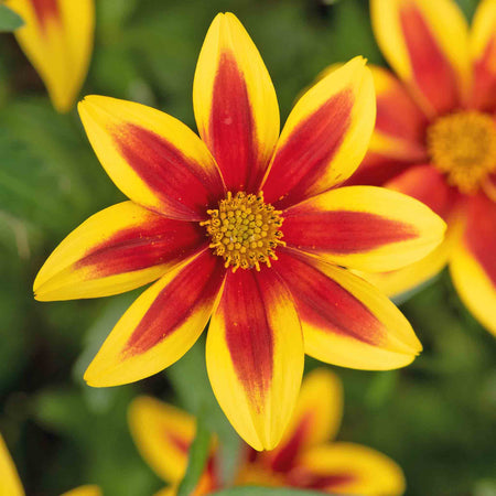 Bidens 'Blazing Star'