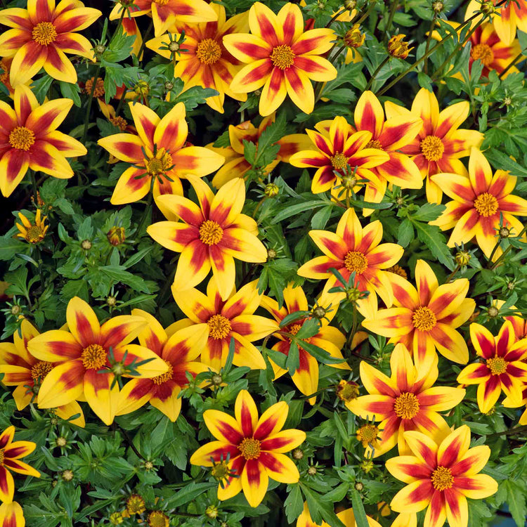 Bidens 'Blazing Star'