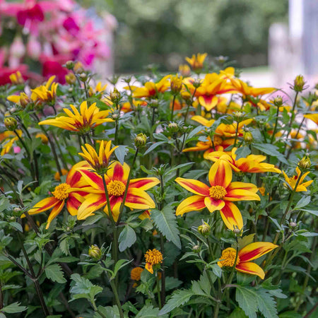 Bidens 'Blazing Star'