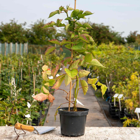Blackberry Plant 'Black Satin'