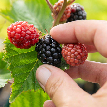 Blackberry Plant 'Asterina'
