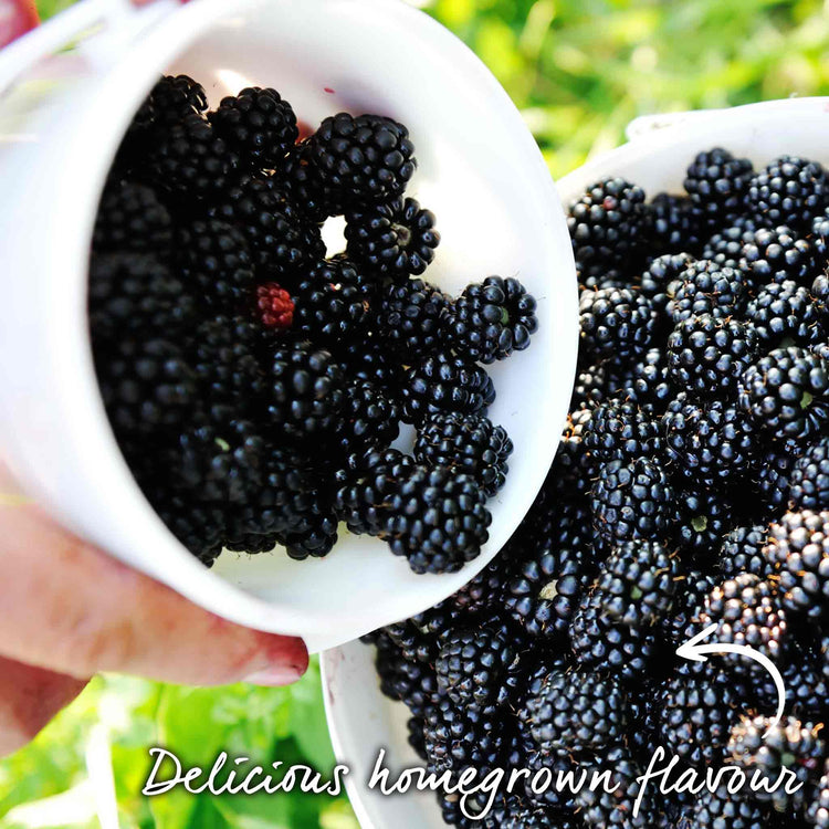 Blackberry Plant 'Asterina'