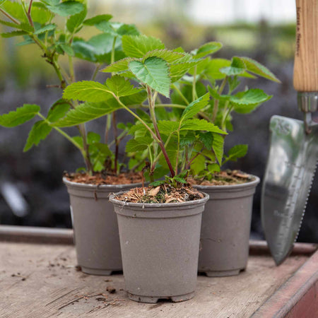 Blackberry Plant 'Coolaris Garden'