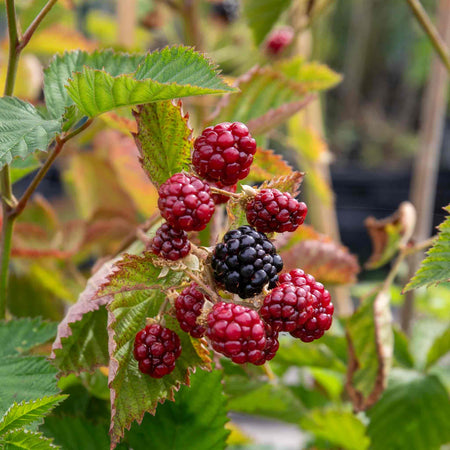 Blackberry Plant 'Navaho'