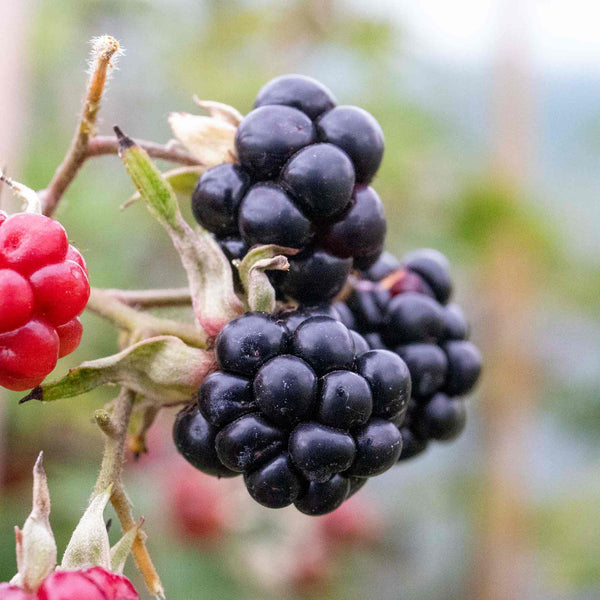 Blackberry Plant 'Asterina'