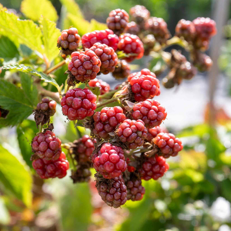 Blackberry Plant 'Tiny Black'