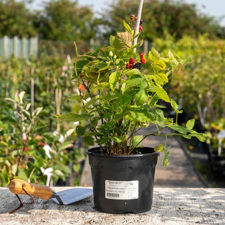 Blackberry Plant 'Tiny Black'