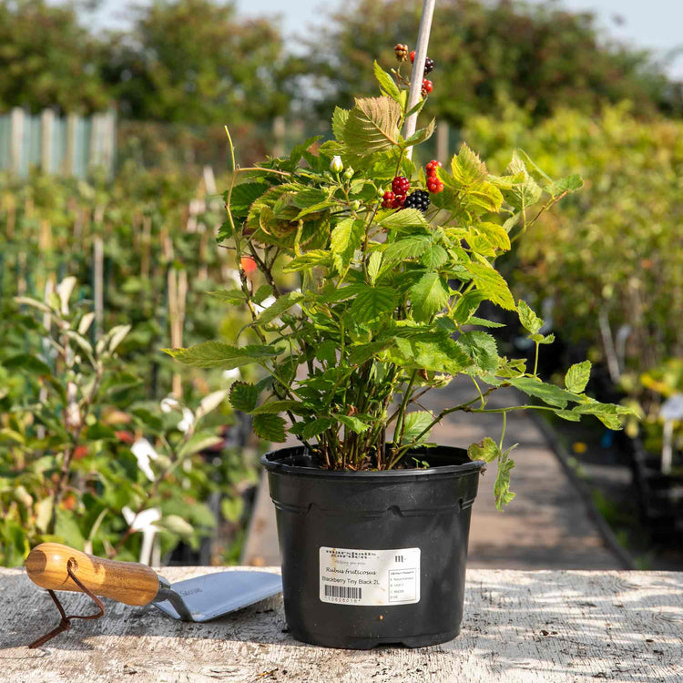 Blackberry Plant 'Tiny Black'