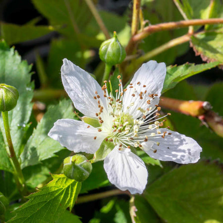 Blackberry Plant 'Tiny Black'