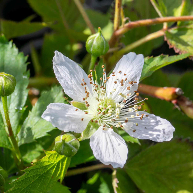 Blackberry Plant 'Tiny Black'